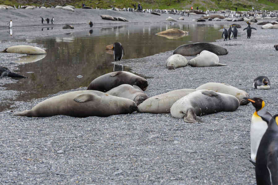 Elefante Marino - islas Georgias del Sur 36.jpg